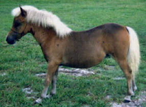 Chestnut miniature horse