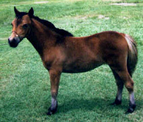 Bay miniature horse