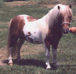 Sorrel pinto miniature horse