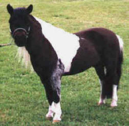 Black pinto miniature horse.