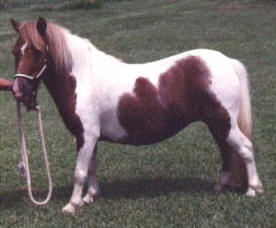 Sorrel pinto miniature horse