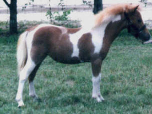 Red roan pinto miniature horse