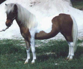 Sorrel pinto miniature horse