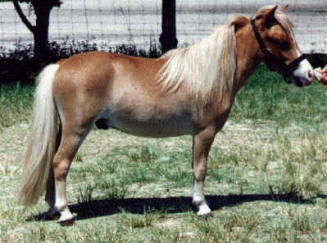 Sorrel miniature horse