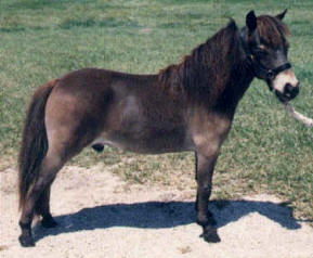 Bay miniature horse