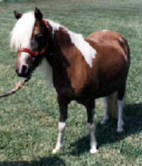 Sorrel pinto miniature horse.