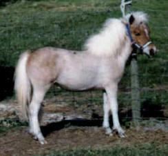 Roan pinto miniature horse