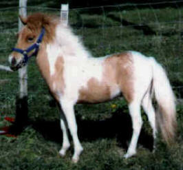 Sorrel pinto miniature horse.
