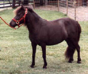 Seal brown miniature horse.