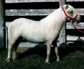 Palomino miniature horse.