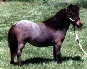 Blue roan miniature horse.