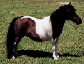 Black pinto miniature horse.