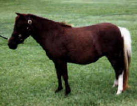 Black pinto miniature horse.
