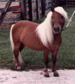 Sorrel miniature horse