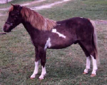 Dun pinto miniature horse