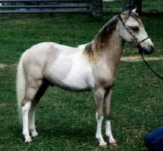 Dun pinto miniature horse