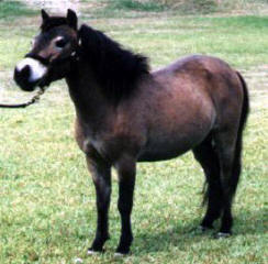 Bay miniature horse