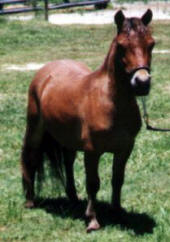Red bay miniature horse