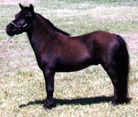 Black miniature horse