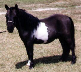 Black pinto miniature horse
