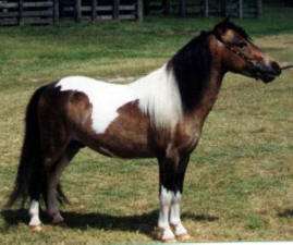Bay pinto miniature horse