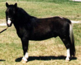 Black pinto miniature horse