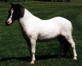 Blue roan pinto miniature horse