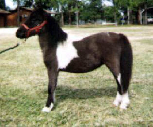Black pinto miniature horse