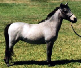 Blue roan miniature horse