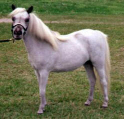 Grey miniature horse