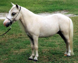 Palomino miniature horse