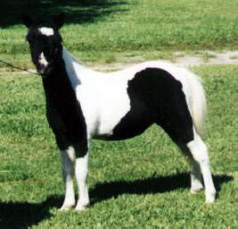Black pinto miniature horse
