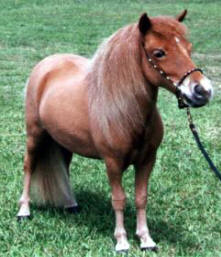 Sorrel miniature horse