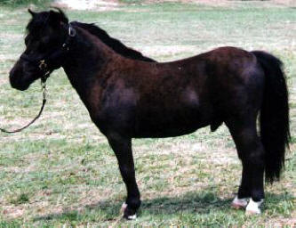 Black miniature horse