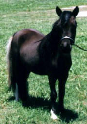 Black miniature horse