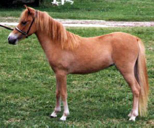 Sorrel miniature horse
