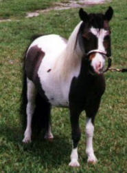 Dark chestnut pinto miniature horse