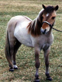 Dun miniature horse