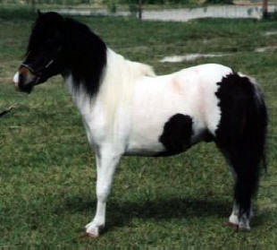 Bay pinto miniature horse