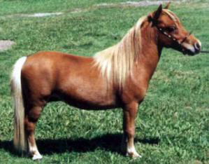 Sorrel miniature horse