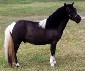 Black pinto miniature horse