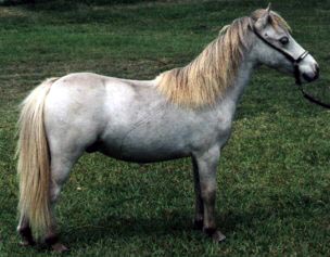 Dun miniature horse