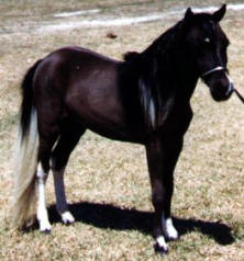 Black pinto miniature horse