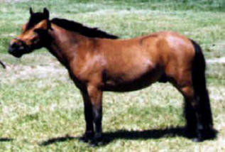 Bay miniature horse.