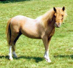 Red dun miniature horse