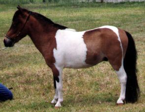 Bay pinto miniature horse