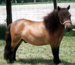 Bay miniature horse