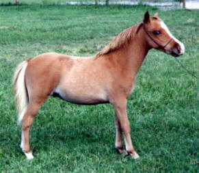 Sorrel miniature horse