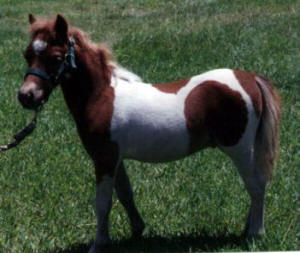 Sorrel pinto miniature horse