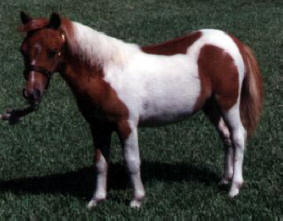 Sorrel pinto miniature horse